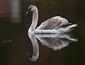 Knoppsvane - Mute Swan (Cygnus olor) 1cy